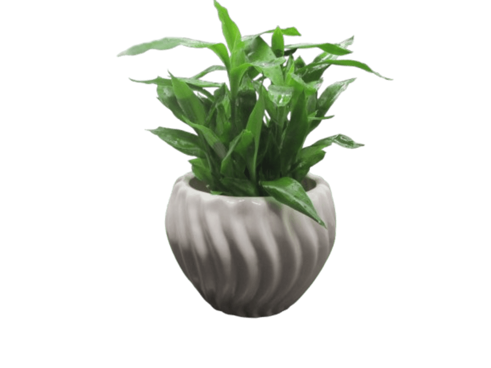 White Color Ceramic Plant Pot | Ribbed Design Pot | Indoor Plant Pot 