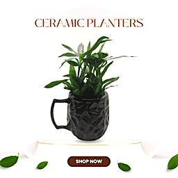 Broun Color Cup Modal Ceramic Pot | Table Top Planter 