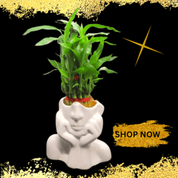 Decorative Ceramic Vase | White Face Flower Pot 6 inch