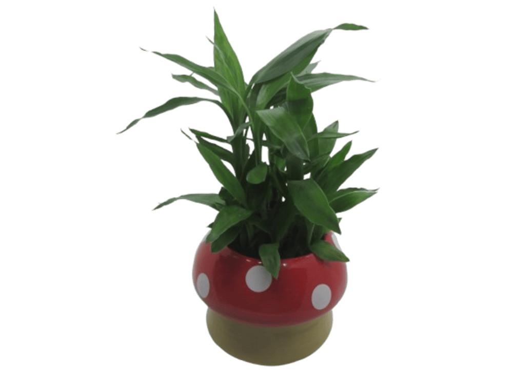  Mushroom Design Ceramic Plant Pot | Decorative Premium Container Flower Pot for Living Room | Kids Room | Bed Room | Hall | Kitchen | Gardening